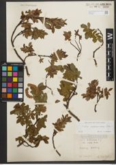 Foto von Salix waldsteiniana Willd.